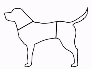 Vermessung des Hundes.